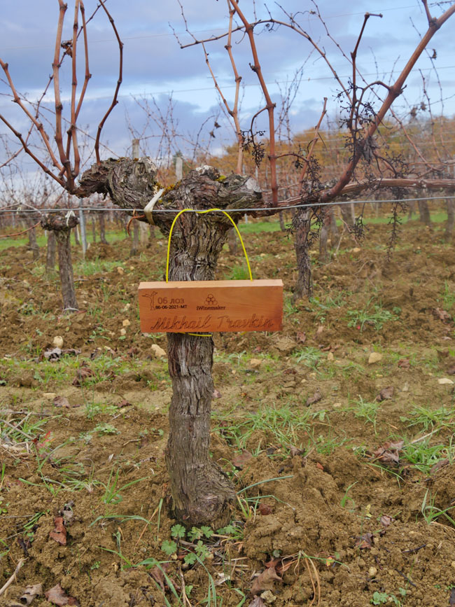 Виноградник на урожай